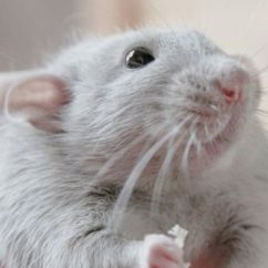 Profile picture of Dashell Ferby