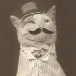Profile picture of The Eternal Cat