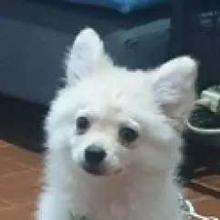 Profile picture of SarumanTheStinky
